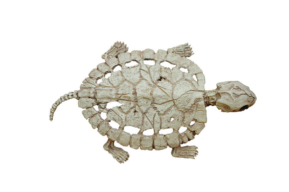 Turtle Skeleton (SEW80664)