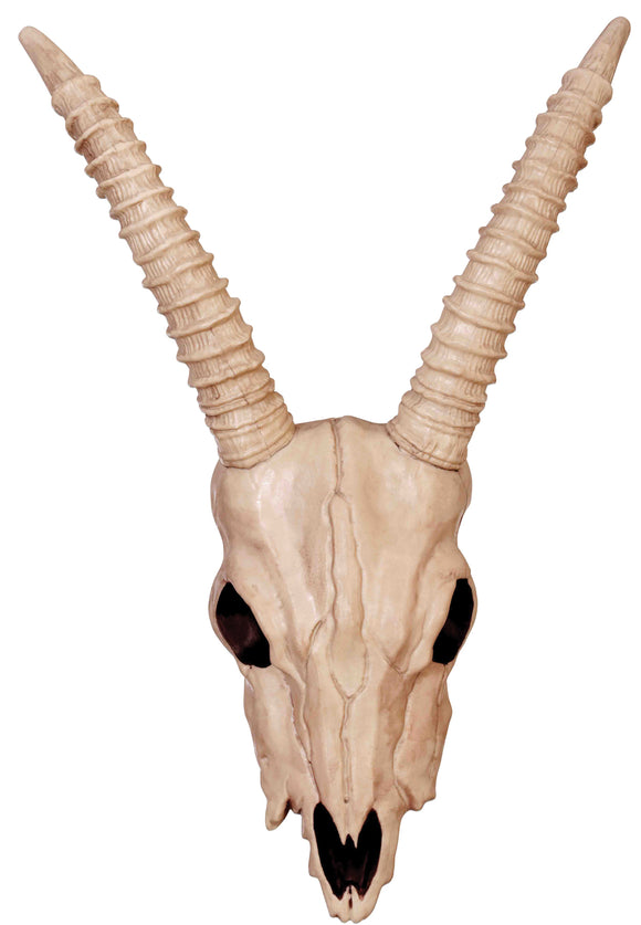 Skeleton Gazelle Head (SEZ28051)